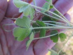Oxalis imbricata