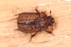 Aesalus scarabaeoides