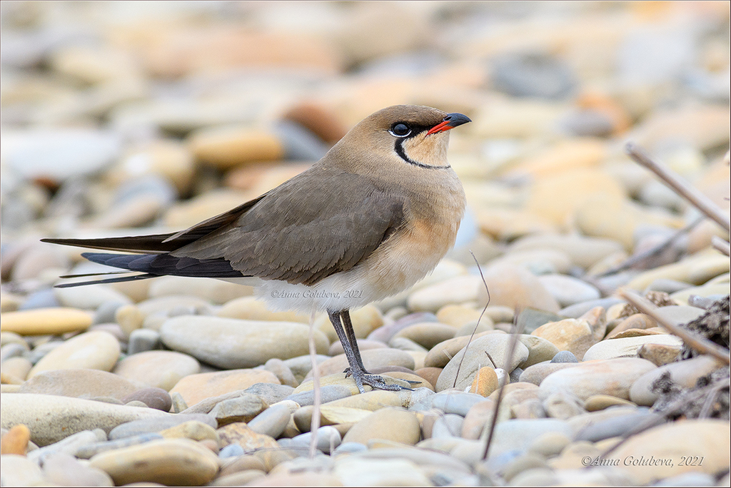 Collared Pratincole (Glareola pratincola) photo