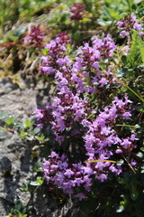 Thymus praecox polytrichus