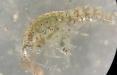 Gammarus lecroyae