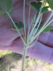 Oxalis imbricata