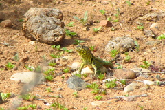 Liolaemus zapallarensis