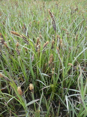Carex lyngbyei