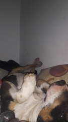 Canis familiaris