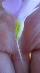Oxalis imbricata