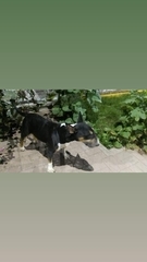 Canis familiaris