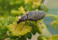 Mycterus curculioides