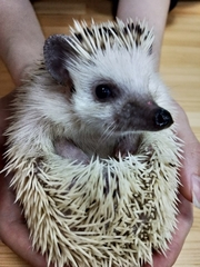 Atelerix