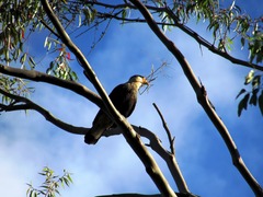 Caracara plancus