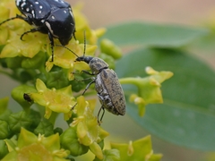 Mycterus curculioides