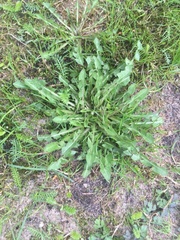 Taraxacum officinale