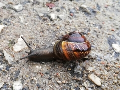 Arianta arbustorum