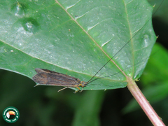 Centromacronema auripenne