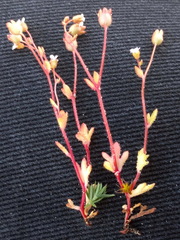 Saxifraga tridactylites