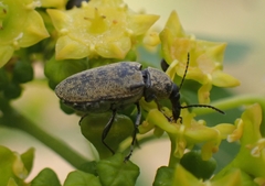 Mycterus curculioides