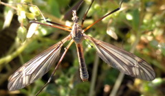 Tipula vernalis