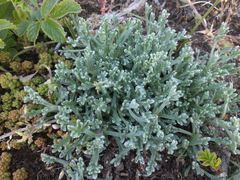 Artemisia campestris maritima