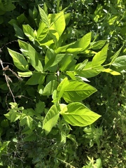 Calycanthus occidentalis