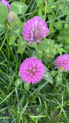 Trifolium pratense