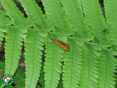 Centromacronema auripenne