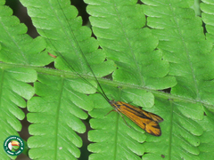 Centromacronema auripenne