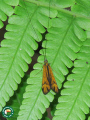 Centromacronema auripenne