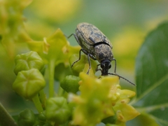 Mycterus curculioides