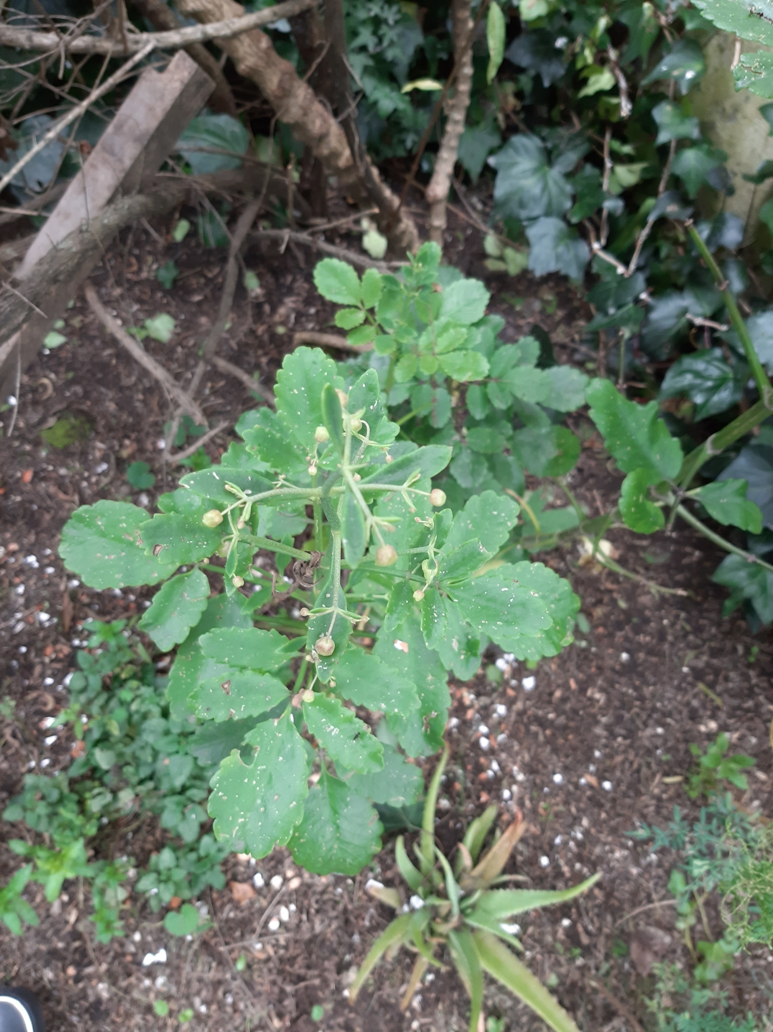 Kalanchoe image