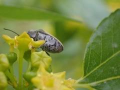 Mycterus curculioides