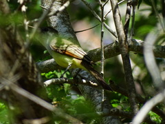 Myiarchus tyrannulus