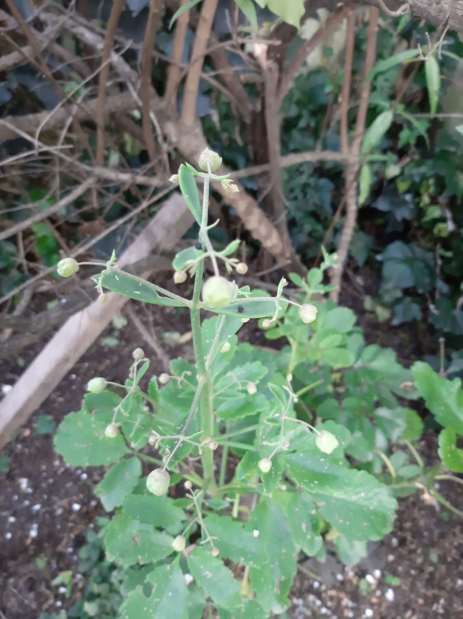 Kalanchoe pinnata image