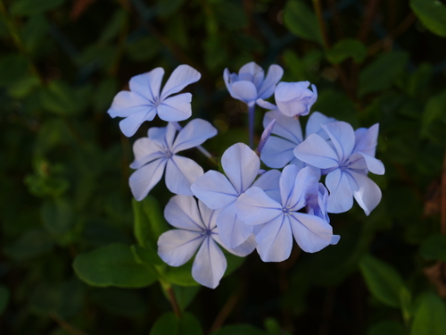 Plumbago auriculata