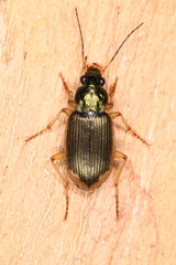 Chlaenius vestitus