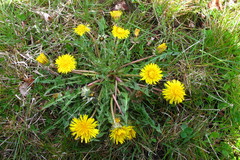 Taraxacum acroglossum