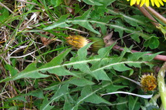 Taraxacum acroglossum
