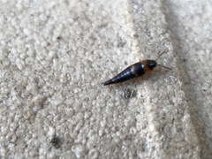 Tachyporus transversalis