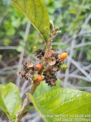 Aegiphila verticillata