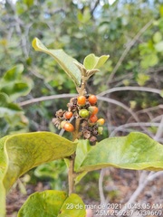 Aegiphila verticillata