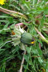 Taraxacum acroglossum