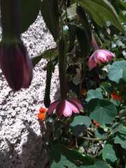 Passiflora tripartita mollissima