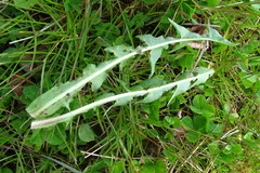 Taraxacum acroglossum