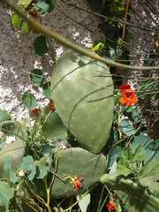 Opuntia ficus-indica