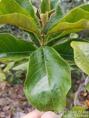 Aegiphila verticillata