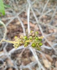 Aegiphila verticillata