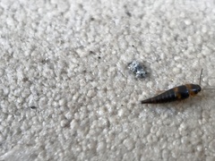 Tachyporus transversalis