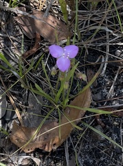 Callisia ornata