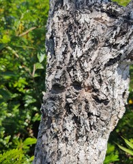 Aegiphila verticillata