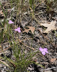 Callisia ornata