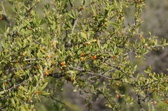 Lycium torreyi